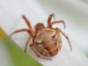 Araneus sp.